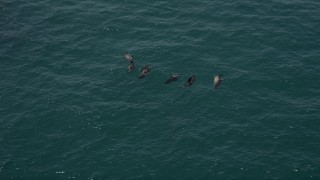 AX42_090 - 5K aerial stock footage of tracking seven seals in the Pacific Ocean, Malibu, California