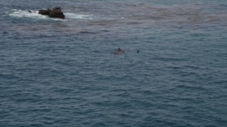 AX42_091 - 5K aerial stock footage of orbiting seals in the Pacific Ocean, Malibu, California