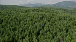 AX48_050 - 5K stock footage aerial video fly over evergreen trees in a vast forest in King County, Washington