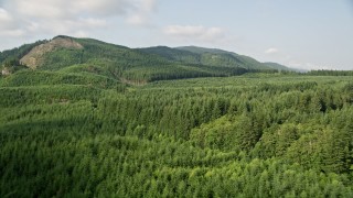 Forest Landscapes Aerial Stock Footage
