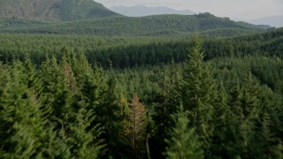 AX48_073E - 5K aerial stock footage of flying low over an evergreen forest, King County, Washington