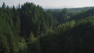 AX48_087 - 5K stock footage aerial video approach a group of tall evergreen trees in the Cascade Range, Washington
