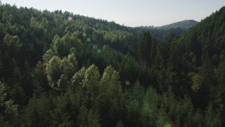 AX48_090 - 5K stock footage aerial video fly low over deciduous and evergreen trees in a dense forest, King County, Washington