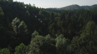 AX48_091 - 5K aerial stock footage fly low over a cluster of deciduous trees and evergreen forest in King County, Washington