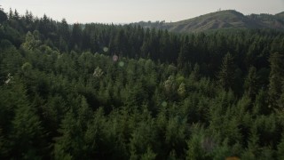 AX48_091E - 5K aerial stock footage fly low over a cluster of deciduous trees and evergreen forest in King County, Washington