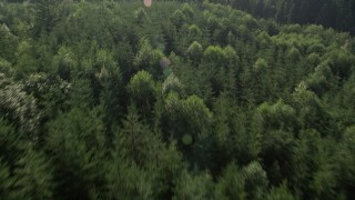 AX48_093 - 5K aerial stock footage of bird's eye view of evergreen forest, reveal a clear cut area, King County, Washington