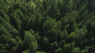 AX49_001 - 5K stock footage aerial video of bird's eye view of evergreen trees and a clearing, King County, Washington