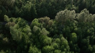 AX49_001E - 5K aerial stock footage of bird's eye view of evergreen trees and a clearing, tilt to wide view of King County, Washington