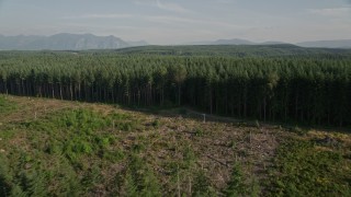 AX49_004 - 5K aerial stock footage fly over a clear cut area and evergreen forest in King County, Washington