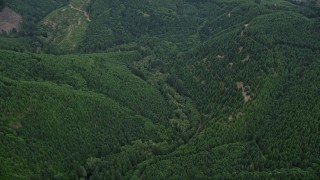 AX56_031 - 5K aerial stock footage tilt to bird's eye of evergreen forest in Washington County, Oregon