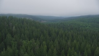 AX56_044 - 5K stock footage aerial video fly over evergreen forest to reveal a hillside clear cut area in Clatsop County, Oregon