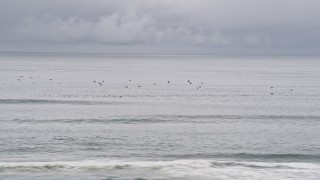 AX56_135 - 5K aerial stock footage of seagulls flying over the Pacific Ocean, Long Beach, Washington
