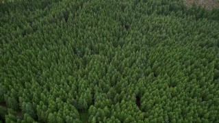AX56_160 - 5K stock footage aerial video tilt to a bird's eye view of evergreen forest in Pacific County, Washington