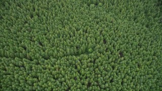 AX56_162 - 5K aerial stock footage of a bird's eye view of an evergreen forest in Pacific County, Washington