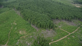 AX56_163 - 5K aerial stock footage of dirt road through a logging area, and bird's eye of evergreen forest in Pacific County, Washington