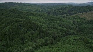 AX56_177E - 5K aerial stock footage of a forest of evergreen trees in Pacific County, Washington