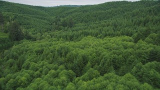 AX56_179 - 5K stock footage aerial video fly over a forest full of evergreen trees in Pacific County, Washington