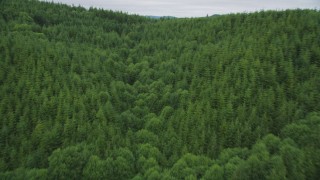 AX56_180 - 5K aerial stock footage of a forest of evergreen trees in Pacific County, Washington