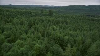 AX56_181E - 5K aerial stock footage fly over evergreen forest and hills in Pacific County, Washington