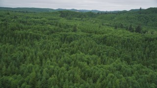 AX56_182 - 5K aerial stock footage fly over and pan across a forest of evergreen trees in Pacific County, Washington