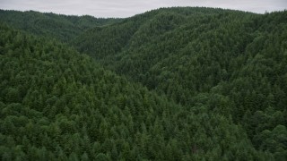 AX56_184E - 5K aerial stock footage of flying over evergreen forest covering a hill in Pacific County, Washington