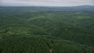 AX57_019 - 5K aerial stock footage fly over an evergreen forest in Grays Harbor County, Washington