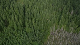 AX58_006 - 5K aerial stock footage of a bird's eye view of an evergreen forest in Shelton, Washington