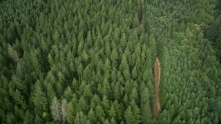AX58_007 - 5K aerial stock footage of bird's eye view of a dirt road through an evergreen forest in Shelton, Washington