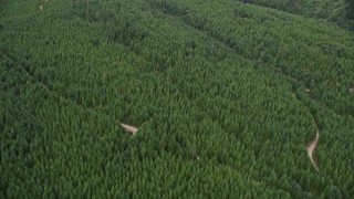AX58_019 - 5K aerial stock footage fly over an evergreen forest and dirt roads in Grapeview, Washington