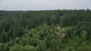 AX58_055E - 5K aerial stock footage fly over evergreen trees on Vashon Island, Washington