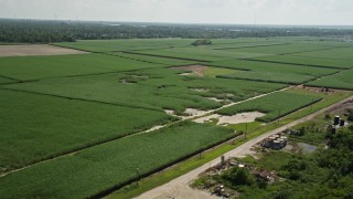 AX60_011E - 5K aerial stock footage of flying by sugar cane fields, La Place, Louisiana