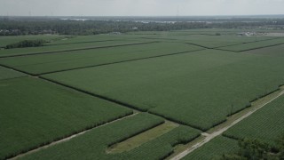 AX60_012 - 5K aerial stock footage of sugar cane fields in La Place, Louisiana
