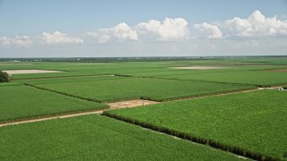 AX60_048E - 5K aerial stock footage of flying over sugar cane fields, Vacherie, Louisiana