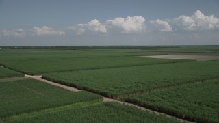 AX60_049 - 5K aerial stock footage fly over fields of sugar cane in Vacherie, Louisiana