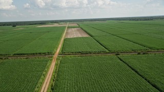 AX60_051 - 5K aerial stock footage of flying over harvested areas and sugar cane fields, Vacherie, Louisiana