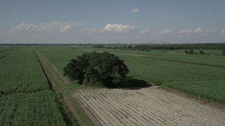 AX60_053 - 5K aerial stock footage flyby a lone tree surrounded by sugar cane fields, Vacherie, Louisiana