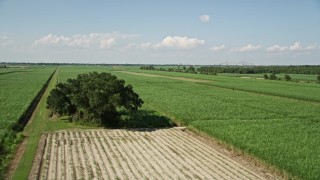 AX60_053E - 5K aerial stock footage flyby a lone tree and over by sugar cane fields, Vacherie, Louisiana