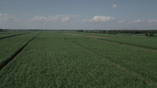 AX60_054 - 5K aerial stock footage fly low over sugar cane fields, Vacherie, Louisiana