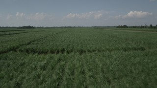 AX60_055 - 5K aerial stock footage of low altitude flight over sugar cane fields, Vacherie, Louisiana