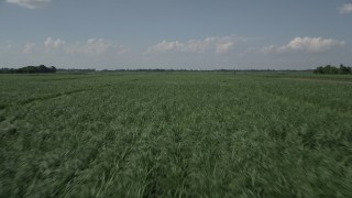 AX60_056 - 5K aerial stock footage of flying low over fields of sugar cane in Vacherie, Louisiana