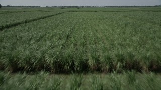 AX60_057 - 5K aerial stock footage of flying low over fields full of sugar cane in Vacherie, Lousiana