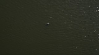 AX60_076E - 5K aerial stock footage track an alligator swimming in a river in St. John the Baptist Parish, Louisiana