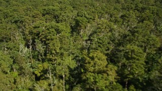 AX60_078 - 5K aerial stock footage flyby trees and swamp in John the Baptist Parish, Louisiana