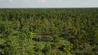 AX60_080 - 5K aerial stock footage fly over trees and swamps in St. John the Baptist Parish, Louisiana