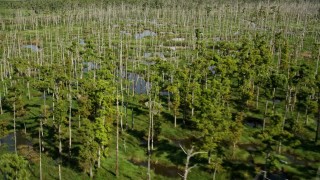 AX60_091 - 5K aerial stock footage pan across a swamp as birds take flight in St. Charles Parish, Louisiana