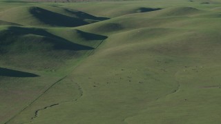 AX70_112 - 4K aerial stock footage Cattle grazing by green hills in Hollister, California