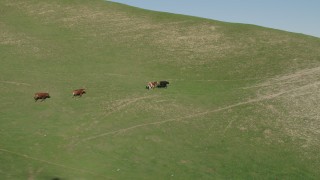 AX70_127 - 4K stock footage aerial video Longhorn cattle running in the hills in Hollister, California