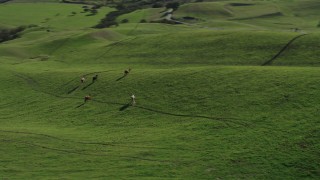 AX70_128 - 4K aerial stock footage Flyby hill and reveal Longhorn cattle in Hollister, California