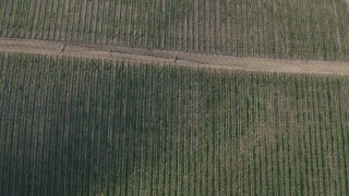 AX70_137 - 4K aerial stock footage Bird's eye of roads and vines at a vineyard in Paicines, California