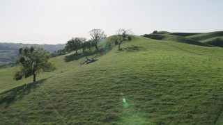 AX70_145 - 4K aerial stock footage Track trees on a hilltop in Paicines, California